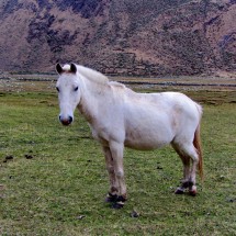 White horse between Lagunas Jahuacocha and Solteracocha